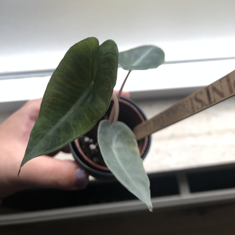 A healthy Alocasia Pink Dragon plant in a small pot, held by a hand.