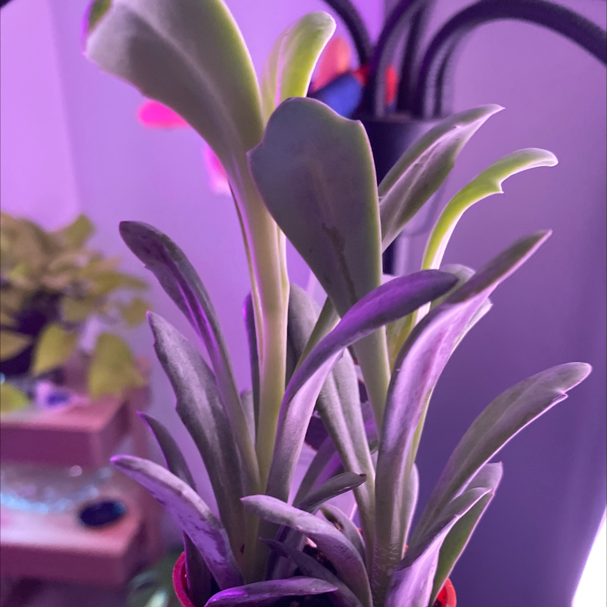 Flapjacks plant with thick, paddle-shaped leaves, well-framed and healthy.