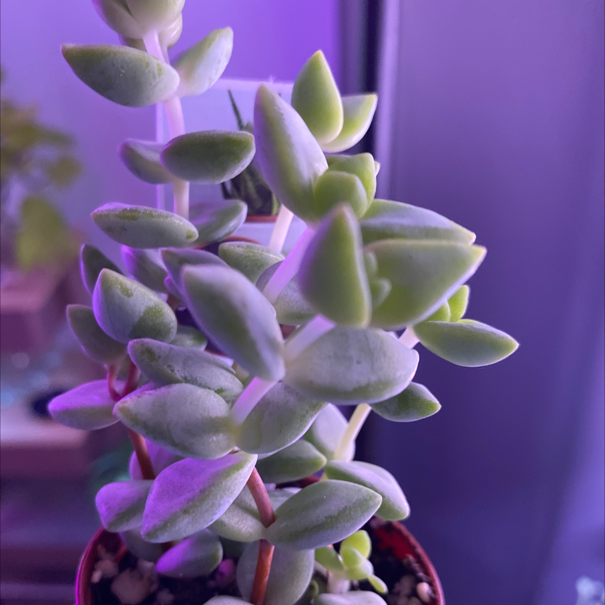 Healthy Crassula perforata succulent with stacked triangular green leaves on thin stems, photographed in soft focus on a purple background.