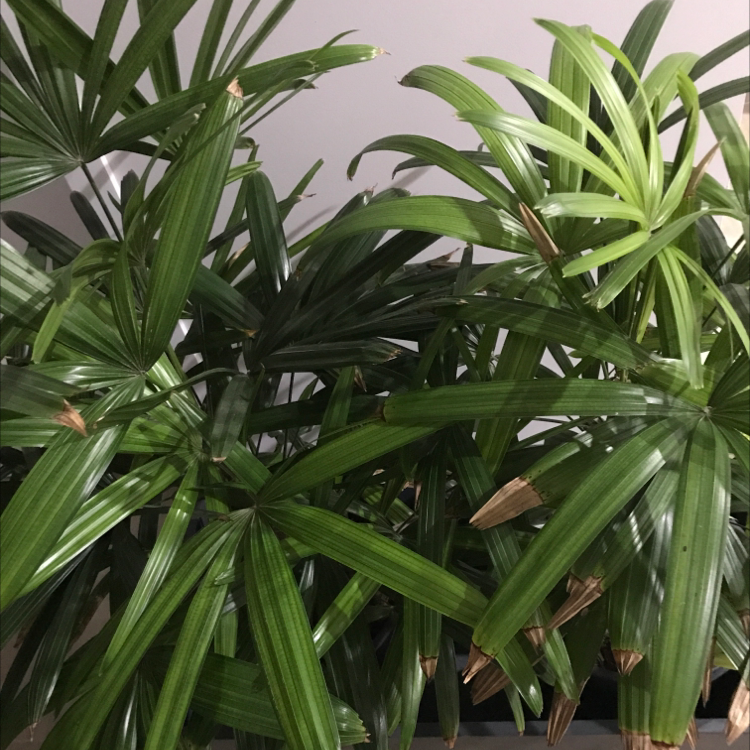 Close-up of a lush, healthy Rhapis palm houseplant with vibrant green fan-like leaves, well-framed and in sharp focus.