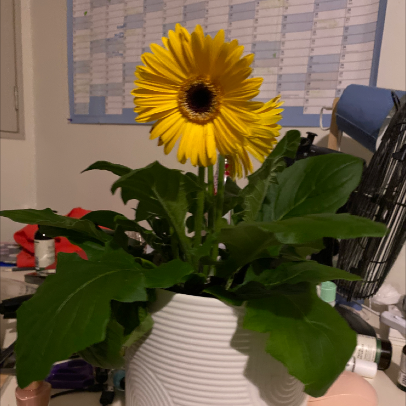 Gerbera plant photo by @Succy named Da Vinci on Greg, the plant care app.