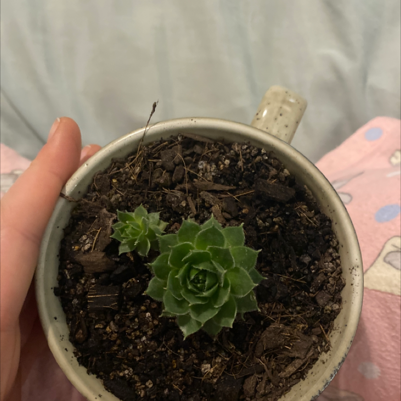 Photo of the plant species Sempervivum Globiferum by @Succy named Socrates on Greg, the plant care app