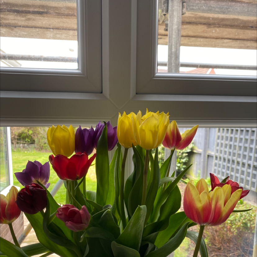 Well-framed photo of a healthy Garden Tulip plant with vibrant flowers in various colors.