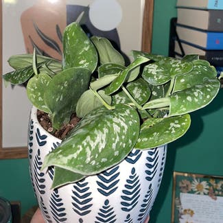 Silver Satin Pothos plant in West Lafayette, Indiana