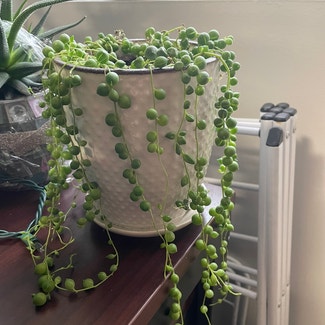 String of Pearls plant in West Lafayette, Indiana