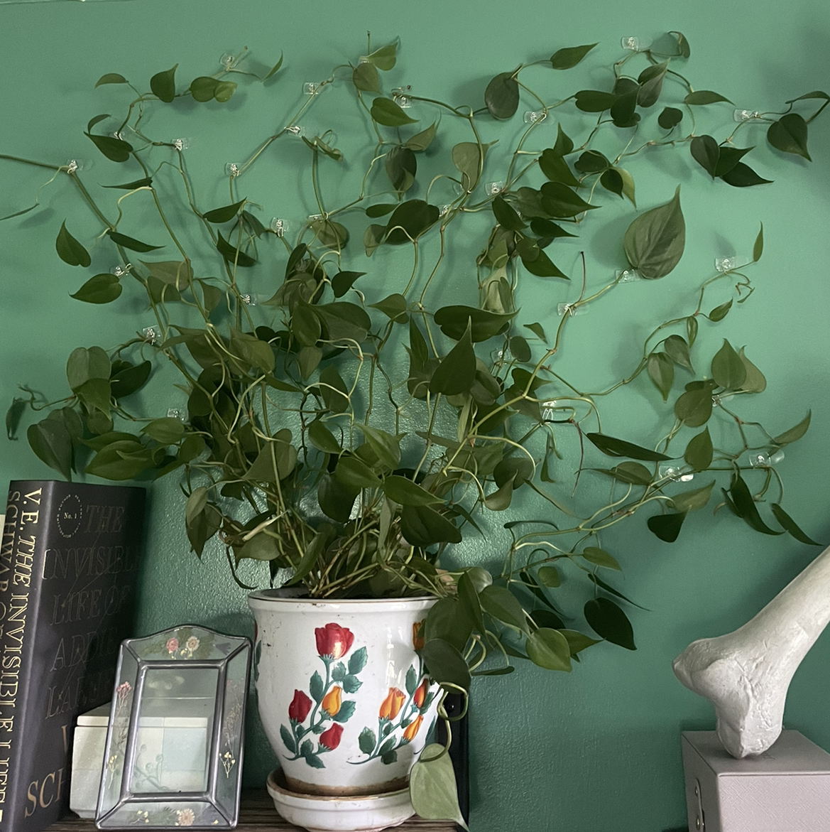 Philodendron Scandens plant photo by @Jordankp2001 named Lucia on Greg, the plant care app.