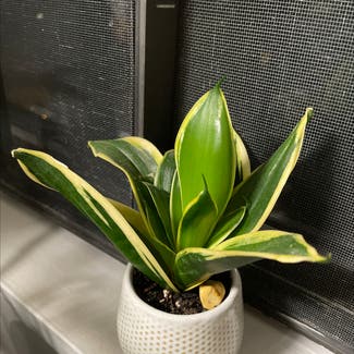 Snake Plant plant in West Lafayette, Indiana
