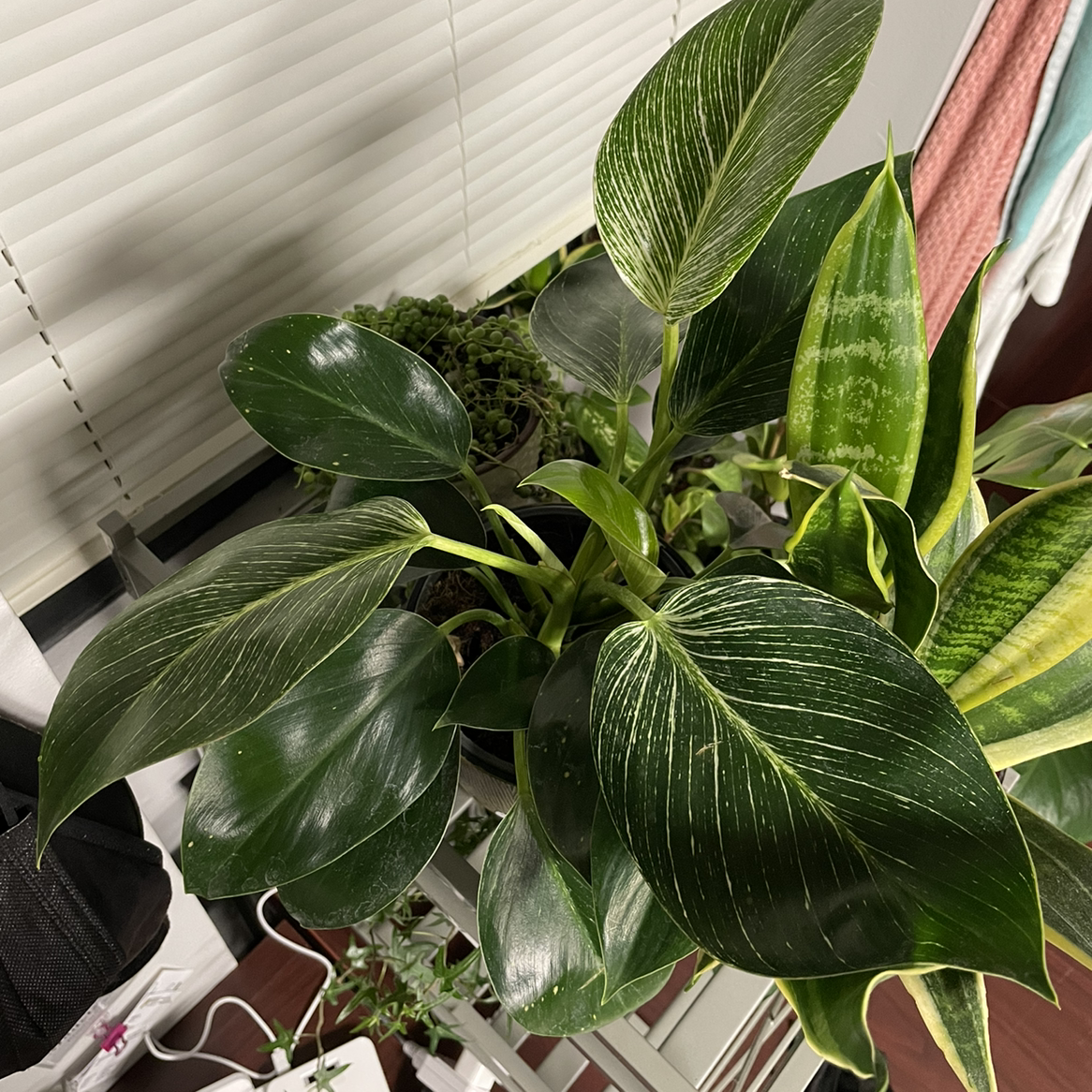 Philodendron Birkin plant with healthy, dark green leaves and white variegation, indoors near a window.