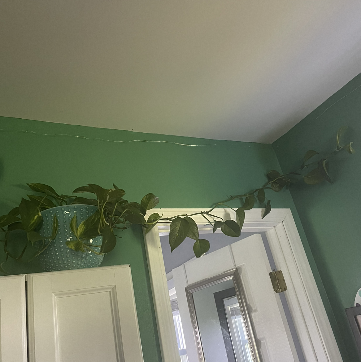Taro Vine plant photo by @Jordankp2001 named General Tso’s Chicken on Greg, the plant care app.