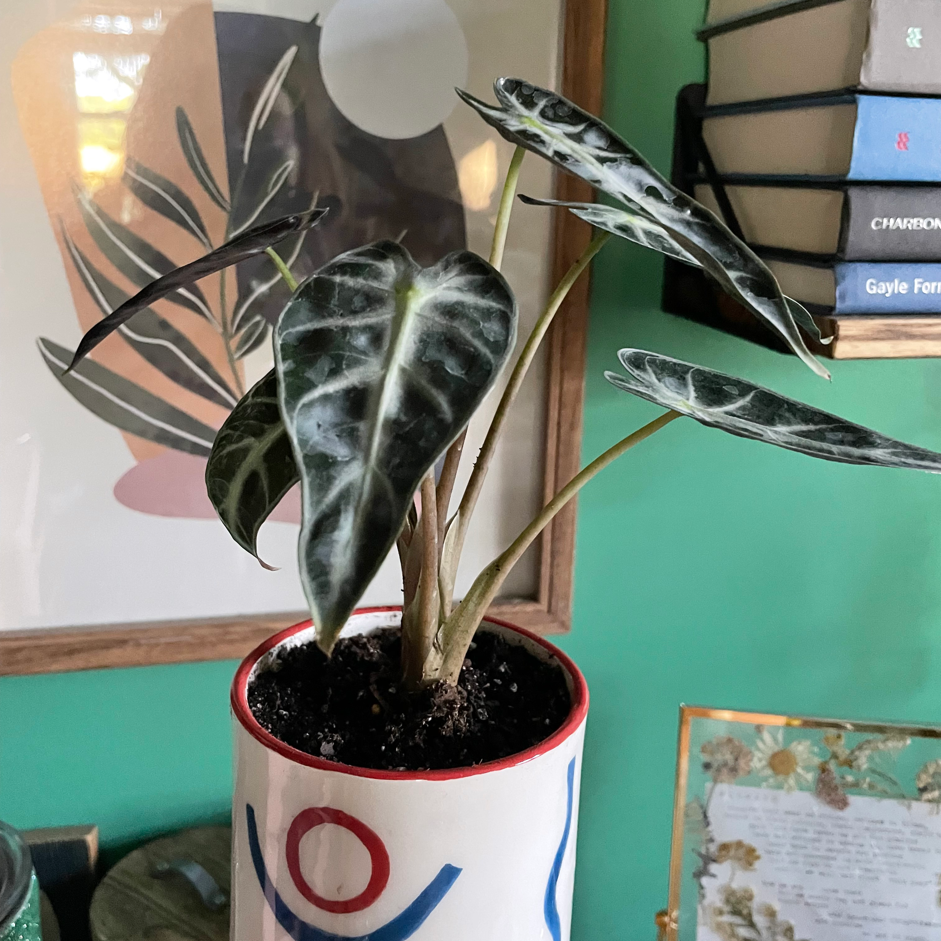 Alocasia 'Bambino' plant in a decorative pot, healthy leaves, visible soil.
