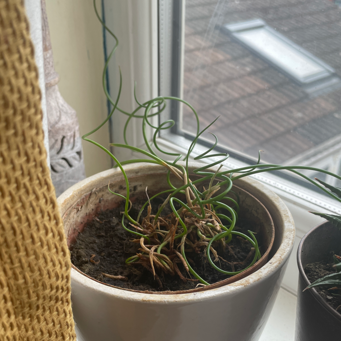 🌀 Why Does My Corkscrew Rush Have Yellow Leaves?