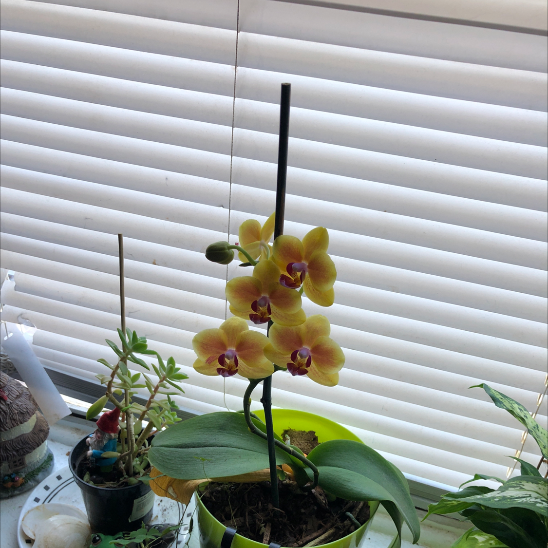 Moon Orchid plant photo by @moony named Kida on Greg, the plant care app.