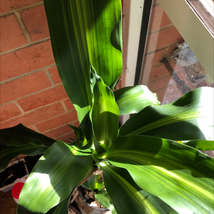 Photo of the plant species Dracaena Massangeana by Harlee named Apollo on Greg, the plant care app