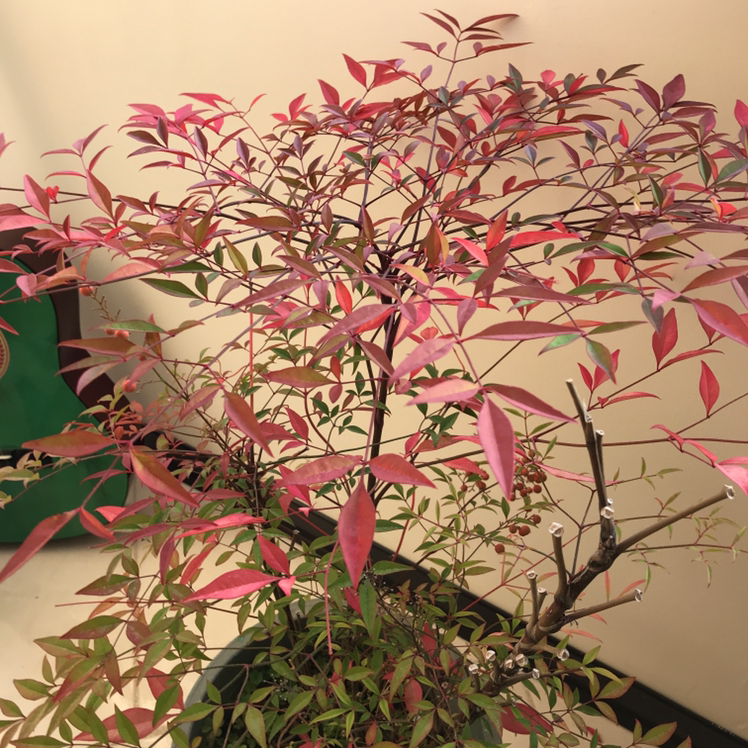 Sacred Bamboo plant with red and green leaves, indoors, well-framed.