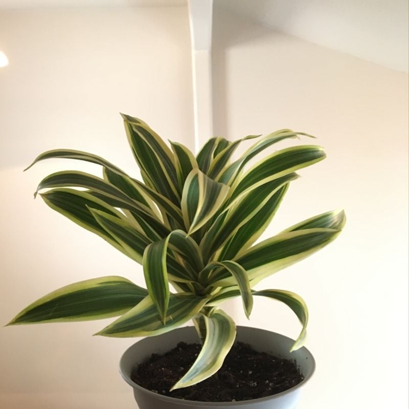 Why Are My Cornstalk Dracaena Leaves Droopy? 🥀