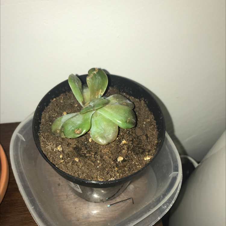 Pillow Feet Crinkle Leaf Plant plant photo by Samantha named Maya on Greg, the plant care app.