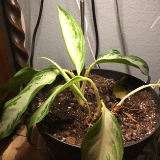 Chinese Evergreen plant in Allen, Texas