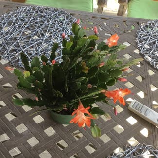 False Christmas Cactus plant in Allen, Texas