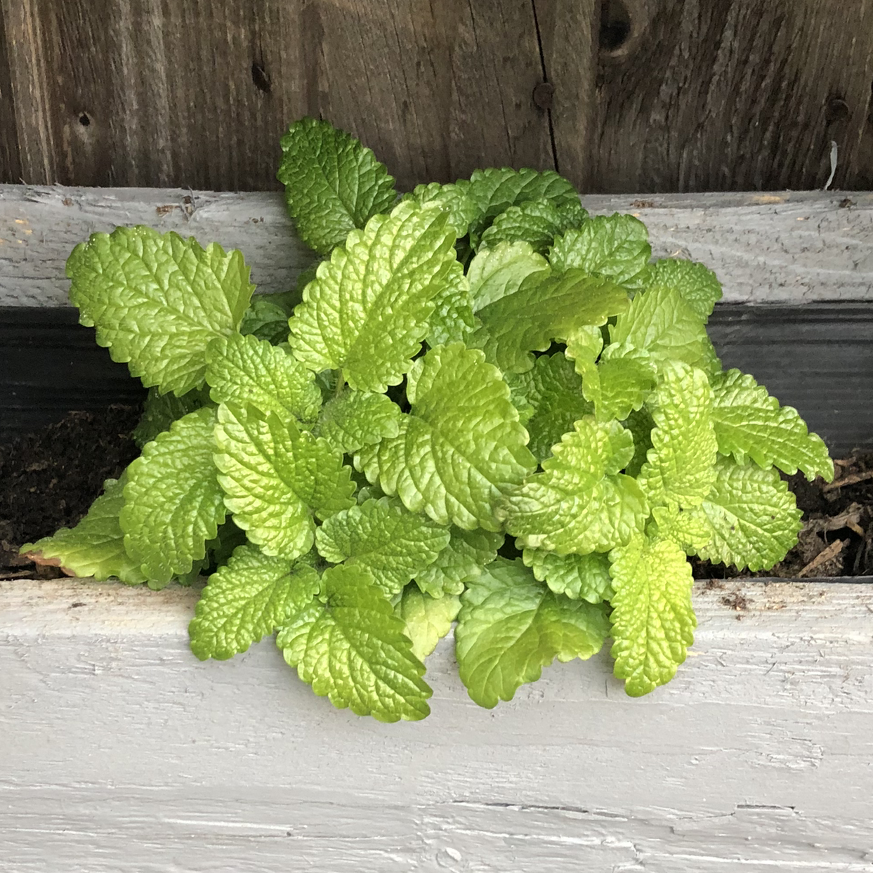 Healthy Lemon Balm plant with vibrant green leaves in a planter.