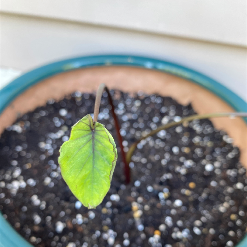 Jewel Alocasia plant with a yellowing leaf in a pot with visible soil.