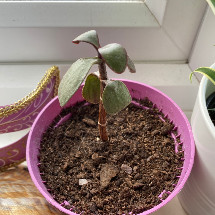 A hand holding a young, healthy Silver Dollar Tree plant growing in a pink pot, showing its round, silvery leaves.