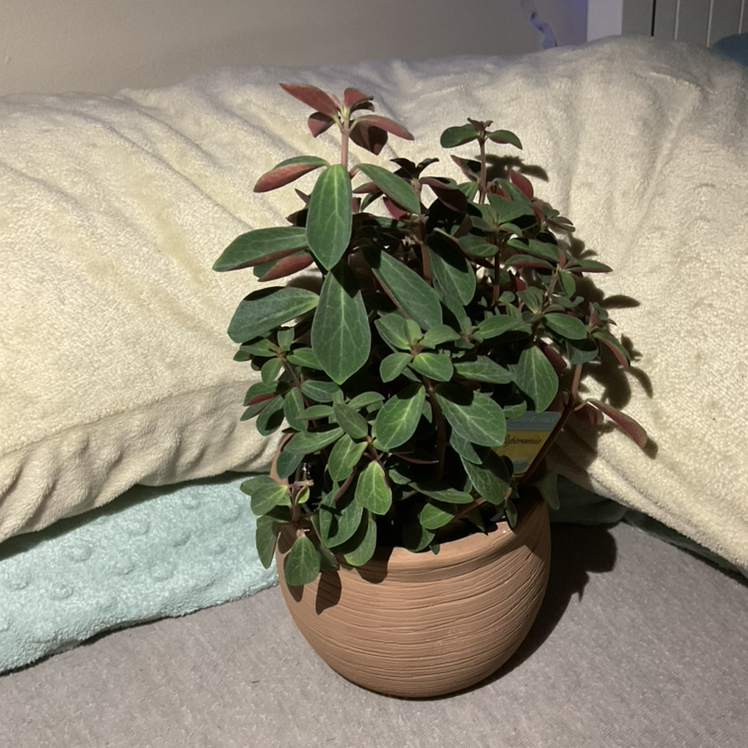 Photo of the plant species Peperomia Red Log by @Smed.one.22 named Pep on Greg, the plant care app