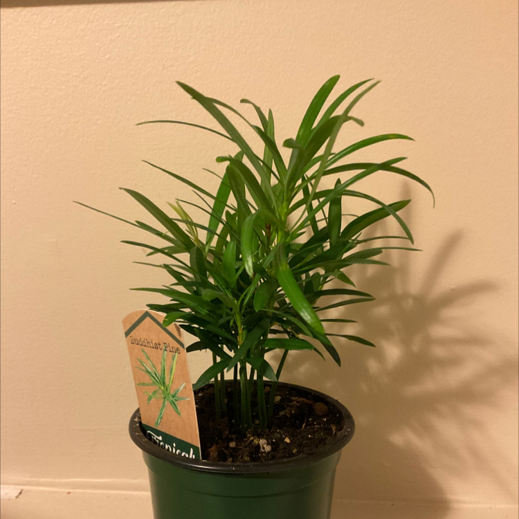 Photo of the plant species Podocarpus Plant by @Smed.one.22 named Budda on Greg, the plant care app