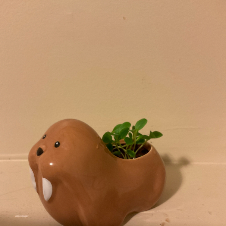 Photo of the plant species Chinese Forget-Me-Not by @Smed.one.22 named Winstin on Greg, the plant care app