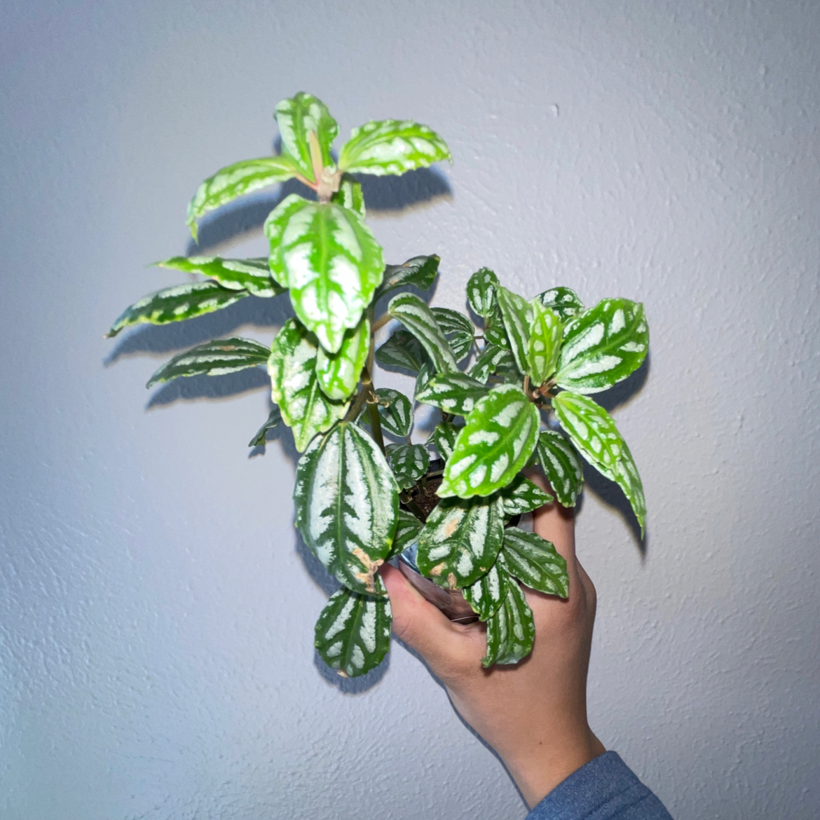 Healthy Aluminum Plant (Pilea cadierei) with vibrant green leaves and silver markings, held by a hand.