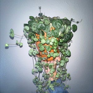 Chain of Hearts plant photo by @plantperson named Messi on Greg, the plant care app.