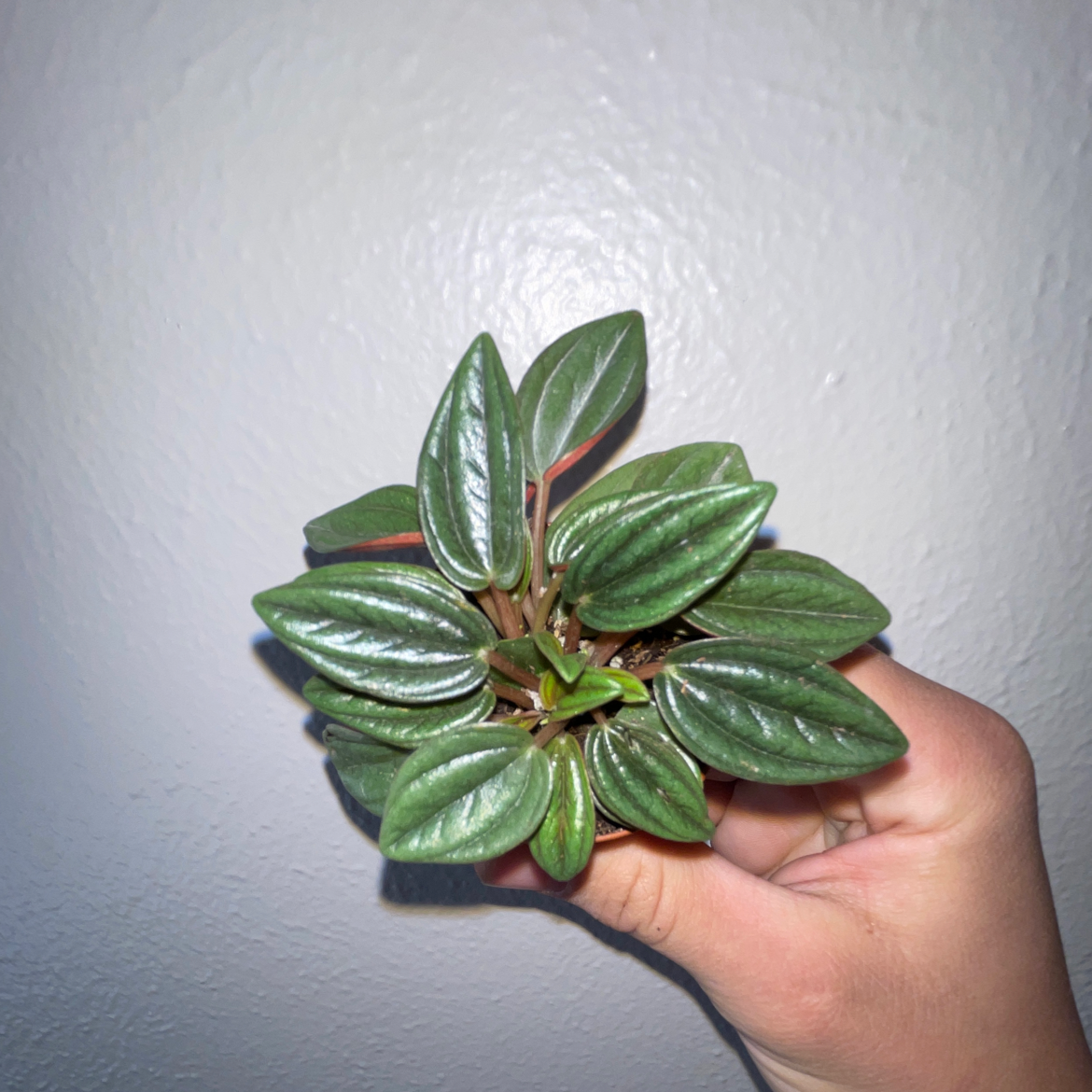 Peperomia 'Rosso' plant held by a hand, showing healthy green leaves.