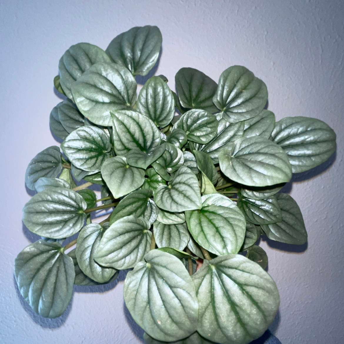 Photo of the plant species Silver Frost Peperomia by @plantperson named Xena on Greg, the plant care app