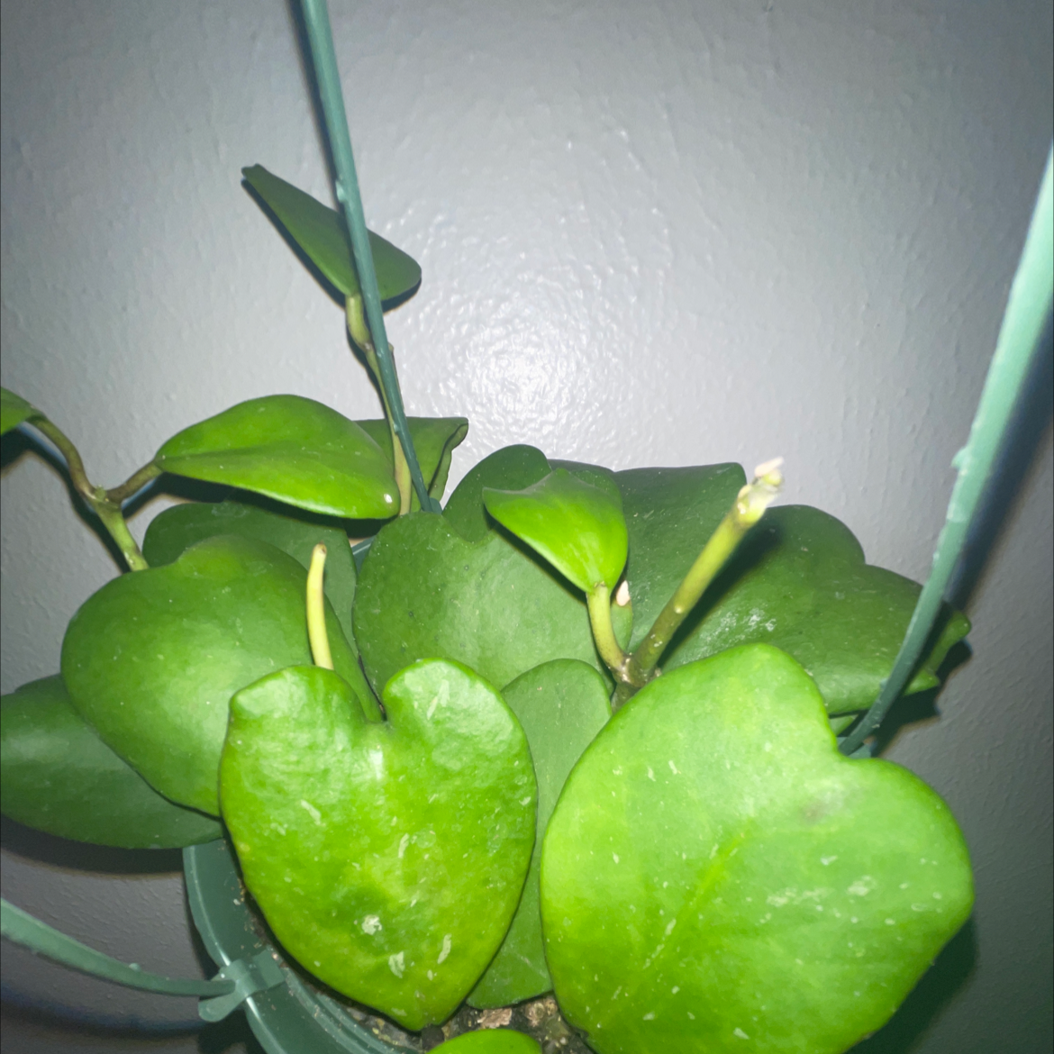 Sweetheart Hoya plant with heart-shaped green leaves in a pot.
