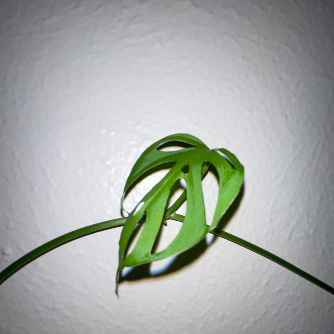 Close-up of a healthy, vibrant green Monstera deliciosa leaf with characteristic split and perforated pattern, on light gray background.