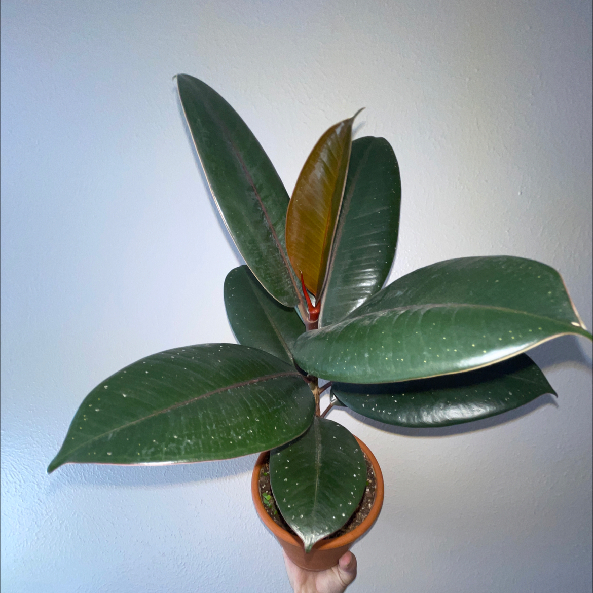Rubber Plant plant photo by @plantperson named Sage on Greg, the plant care app.