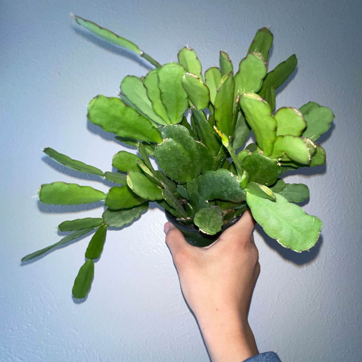 A healthy Easter Cactus with vibrant green leaves held by a hand.