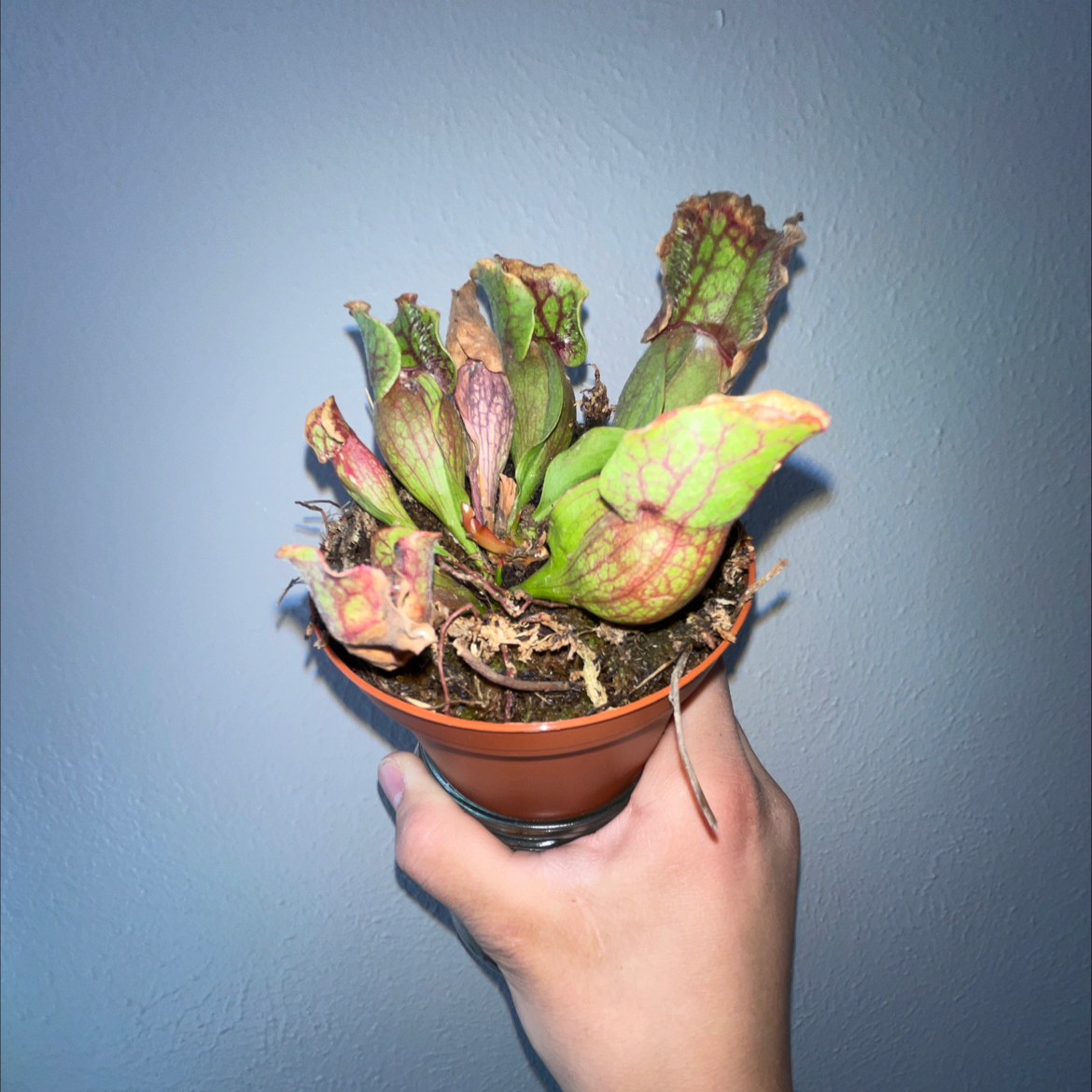 Photo of the plant species Purple Pitcher Plant by @plantperson named Sir Plancelot on Greg, the plant care app