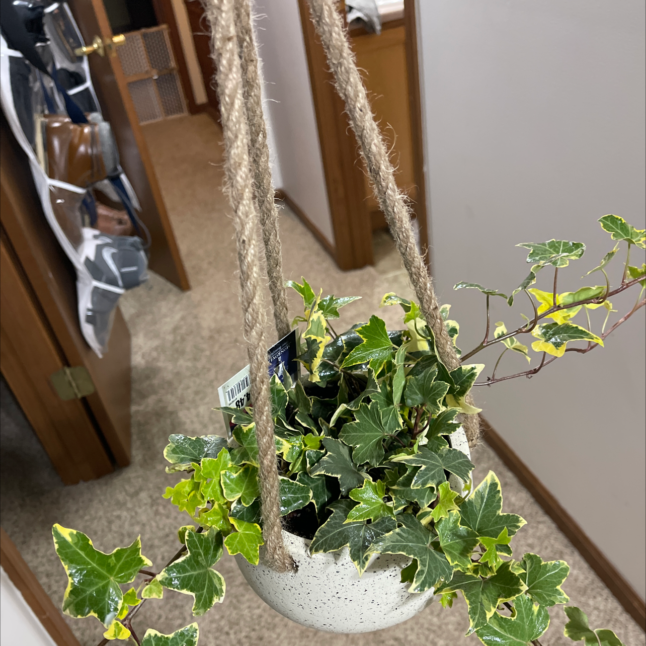 Plant care for Tagetes sp on Greg, the plant care app