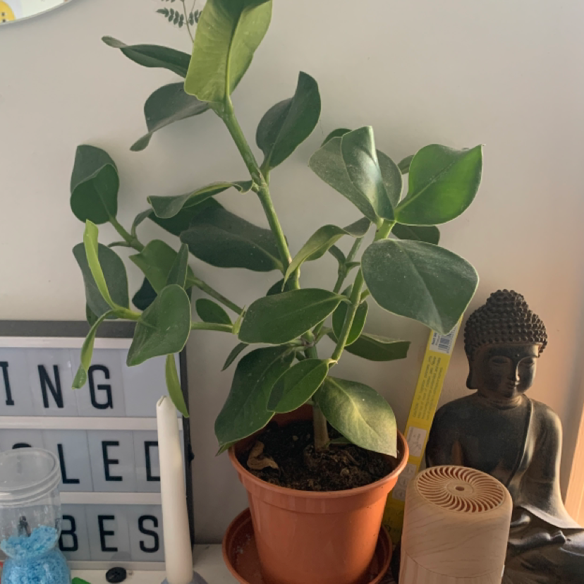 Autograph Tree in a pot indoors, healthy with visible soil and no signs of disease.