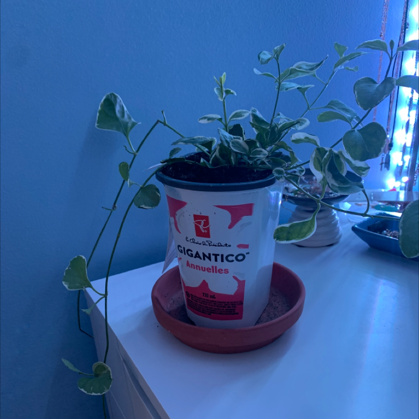 Variegated Vinca Vine plant in a pot on a saucer, healthy with green and white leaves.