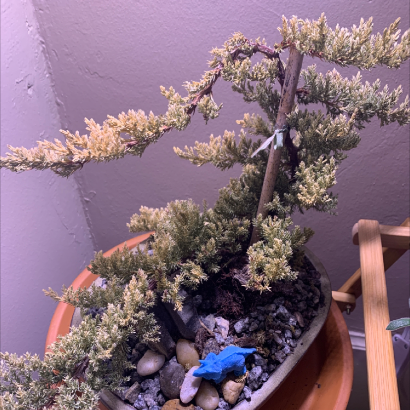 Sargent Juniper plant in a pot with visible soil and rocks, showing some yellowing and browning leaves.