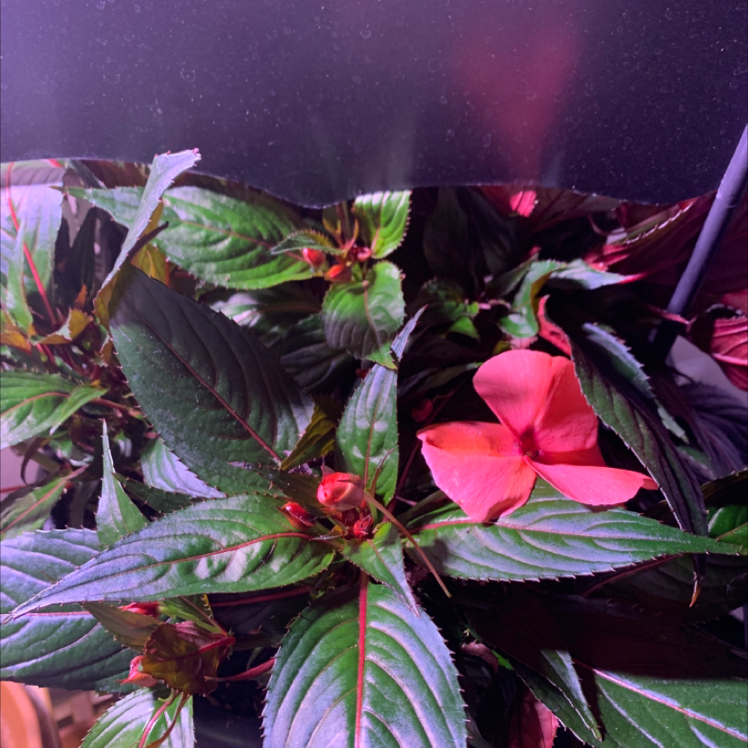 New Guinea Impatiens plant with green leaves and a pink flower.