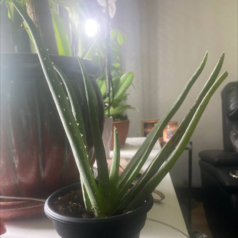 Aloe vera plant photo by @alyssareagan named Aloe on Greg, the plant care app.