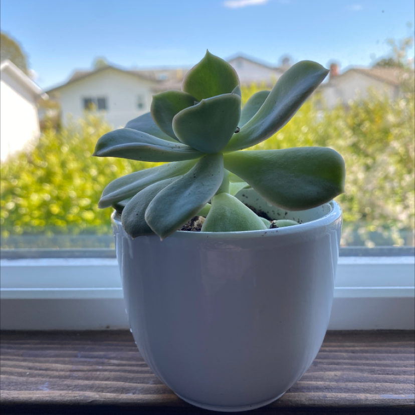 Photo of the plant species Echeveria 'Morning Beauty' by @Shaynemarin named Henry on Greg, the plant care app