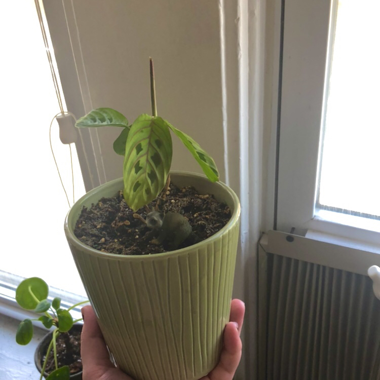 Green Prayer Plant plant photo by @bitchy_athena named Rihanna on Greg, the plant care app.