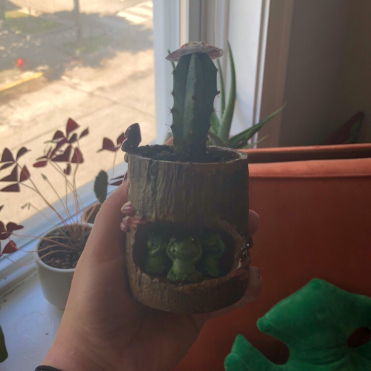 Blue Columnar Cactus plant photo by @bitchy_athena named Drake on Greg, the plant care app.