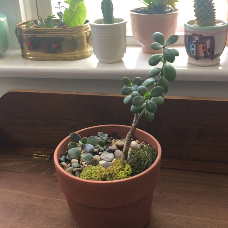 Lucky Plant plant photo by @bitchy_athena named Apollo on Greg, the plant care app.
