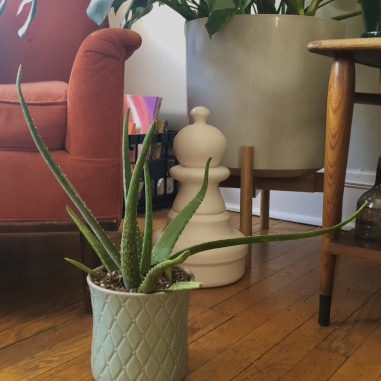 Aloe vera plant photo by @bitchy_athena named Madonna on Greg, the plant care app.