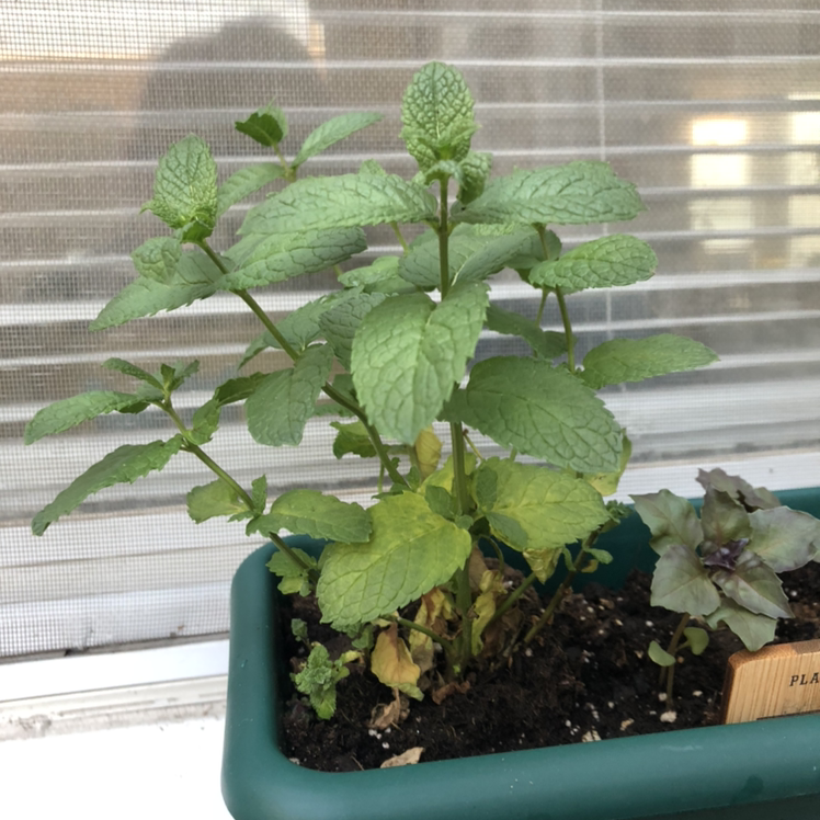 Mint plant water requirements