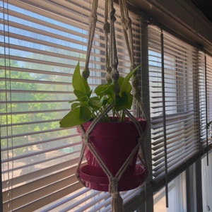 Neon Pothos plant photo by @bitchy_athena named Forrest on Greg, the plant care app.